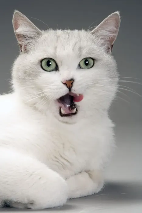 Framed Print : Cat - white & grey cat in studio licking lips