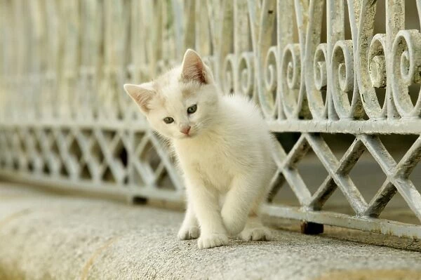 Cat White kitten. LA-987. Cat - White kitten