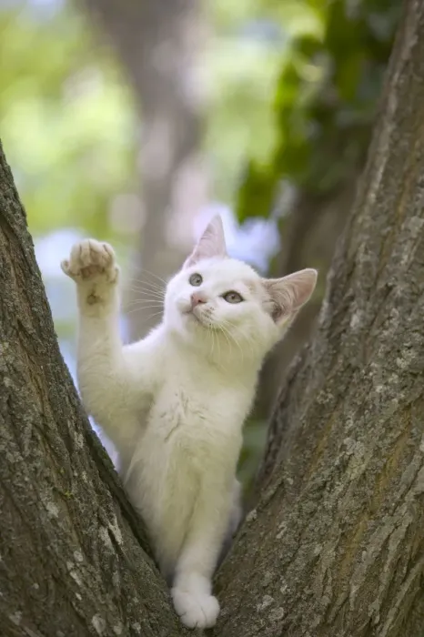 Framed Print : Cat White kitten in tree Framed Print : Cat White kitten in tree