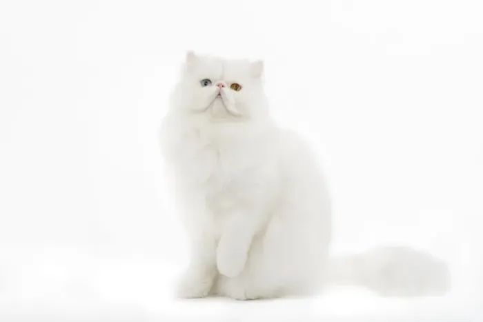 Framed Print : Cat - white Persian with different coloured eyes in studio - one eye blue the other yellow / orange Framed Print : Cat - white Persian with different coloured eyes in studio - one eye blue the other yellow / orange