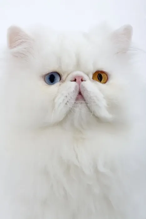 Framed Print : Cat - white Persian with different coloured eyes in studio - one eye blue the other yellow / orange Framed Print : Cat - white Persian with different coloured eyes in studio - one eye blue the other yellow / orange