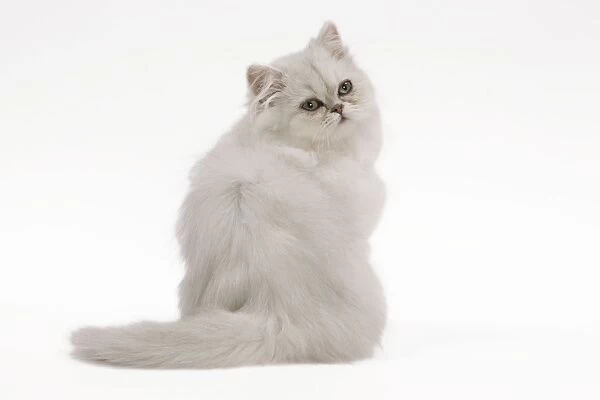 Cat - white Persian kitten in studio