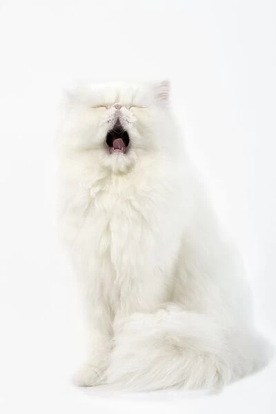 Cat - white Persian in studio yawning