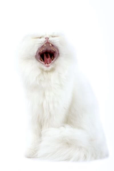 Cat - white Persian in studio yawning
