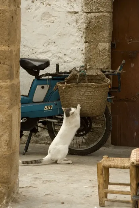 Framed Print : Cat - white & tabby cat scratching claws on woven bag on back of motobike. Morocco Framed Print : Cat - white & tabby cat scratching claws on woven bag on back of motobike. Morocco