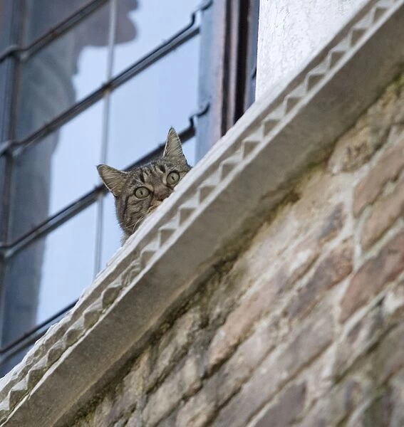 Cat - on window ledge - Venice - Italy