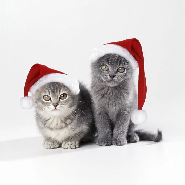 Cat - x 2 kittens 11 weeks old wearing Christmas hats