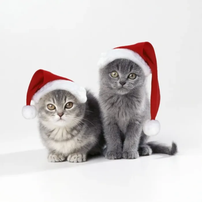 Framed Print : Cat - x 2 kittens 11 weeks old wearing Christmas hats Framed Print : Cat - x 2 kittens 11 weeks old wearing Christmas hats