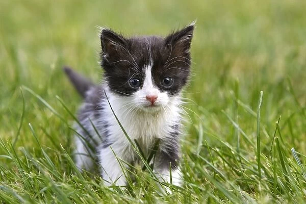Cat - young black & white kitten