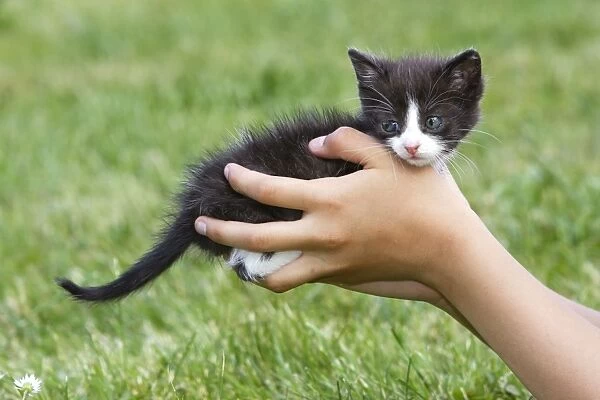 Cat - young black & white kitten being held