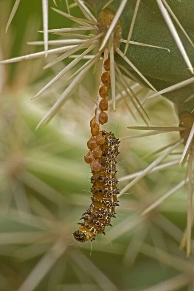 Caterpillar of the Cholla Moth - on cholla cactus (Opuntia spp. ) Caterpillars feed on Cholla Cactus during summer rainy season. Family: Noctuidae Sonoran Desert, Arizona, USA