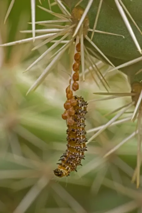 Framed Print : Caterpillar of the Cholla Moth - on cholla cactus (Opuntia spp. ) Caterpillars feed on Cholla Cactus during summer rainy season. Family: Noctuidae Sonoran Desert, Arizona, USA Framed Print : Caterpillar of the Cholla Moth - on cholla cactus (Opuntia spp. ) Caterpillars feed on Cholla Cactus during summer rainy season. Family: Noctuidae Sonoran Desert, Arizona, USA