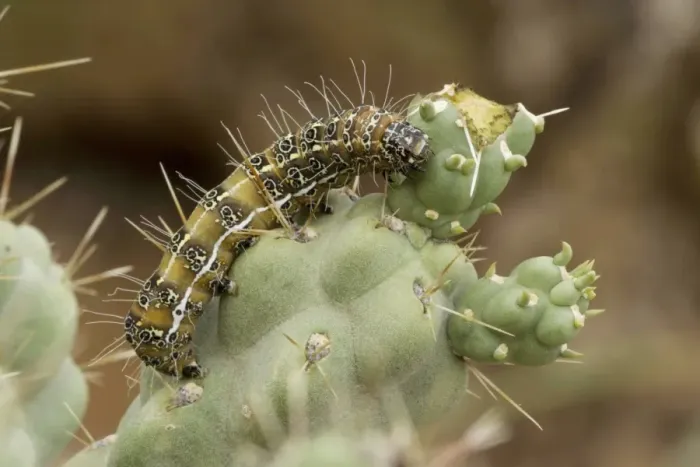 Framed Print : Caterpillar of the Cholla Moth (Euscirrhopterus cosyra) on cholla cactus (Opuntia spp. ) - Sonoran Desert - Arizona - Family Noctuidae - Caterpillars feed on cholla cactus (Opuntia) during summer rainy season Framed Print : Caterpillar of the Cholla Moth (Euscirrhopterus cosyra) on cholla cactus (Opuntia spp. ) - Sonoran Desert - Arizona - Family Noctuidae - Caterpillars feed on cholla cactus (Opuntia) during summer rainy season