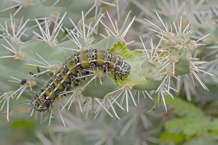 Framed Print : Caterpillar of the Cholla Moth (Euscirrhopterus cosyra) on cholla cactus (Opuntia spp. ) - Sonoran Desert - Arizona - Family Noctuidae - Caterpillars feed on cholla cactus (Opuntia) during summer rainy season Framed Print : Caterpillar of the Cholla Moth (Euscirrhopterus cosyra) on cholla cactus (Opuntia spp. ) - Sonoran Desert - Arizona - Family Noctuidae - Caterpillars feed on cholla cactus (Opuntia) during summer rainy season
