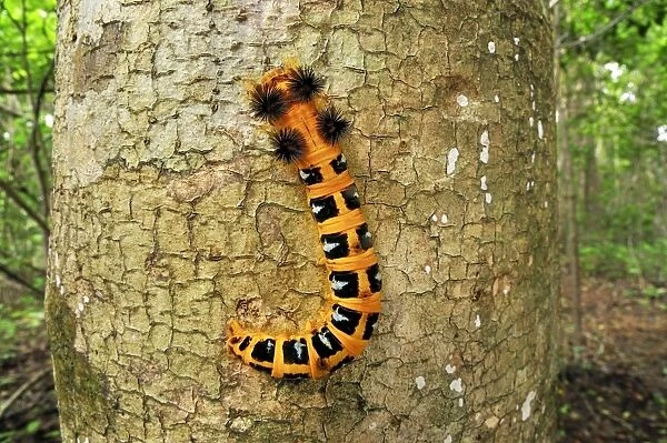 Caterpillar of a moth - Ankarana National Park - Northern Madagascar