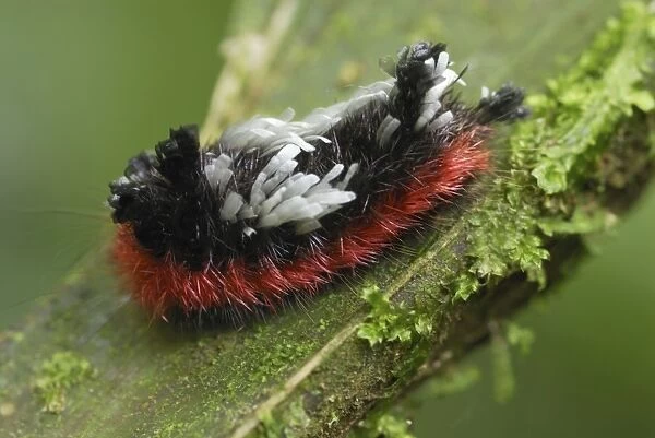 Caterpillar of a moth Braulio Carillo N. P. Costa Rica