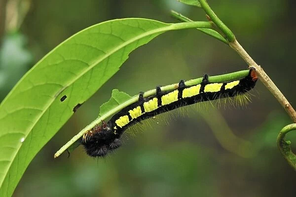 Caterpillar of a moth - Montagne d'Ambre National Park - Antsiranana - Northern Madagascar