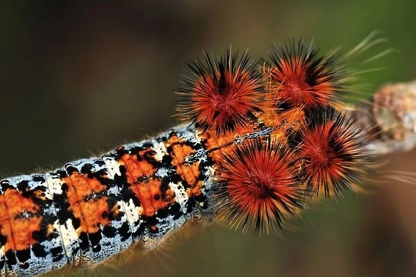 Caterpillar of a moth - Montagne des Francais Reserve - Antsiranana - Northern Madagascar