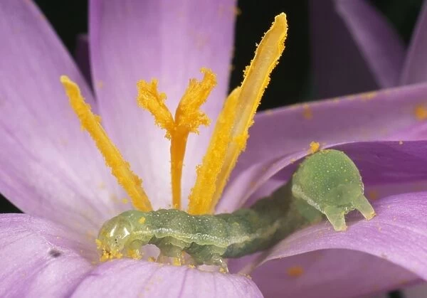 Caterpillar of Noctuid Moth - feeding on pollen UK