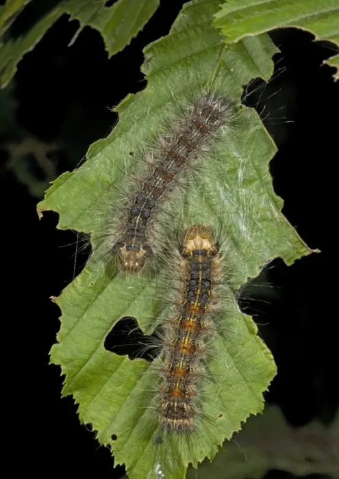 Framed Print : Caterpillars of the nut-tree tussock moth, on hornbeam leaf Framed Print : Caterpillars of the nut-tree tussock moth, on hornbeam leaf