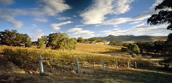 Cathcart Ridge Winery Ararat, western Victoria, Australia JLR07640