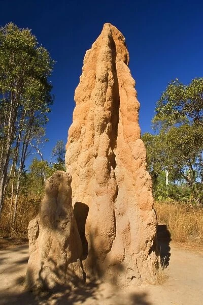 Cathedral Termite mound - hugh termite mounds in early morning light - Litchfield National Park, Northern Territory, Australia