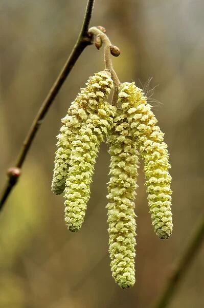 Catkins from Common Hazel - The Common Hazel can hardly be called a tree, although it can grow to around 6m. Often coppiced to allow wild flowers and nightingales to prosper. This shot shows the male catkin in January. Kent garden