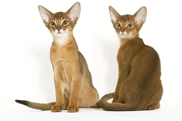 Cats - Abyssinian - in studio