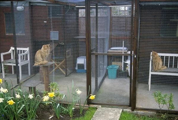 Cats in boarding cattery