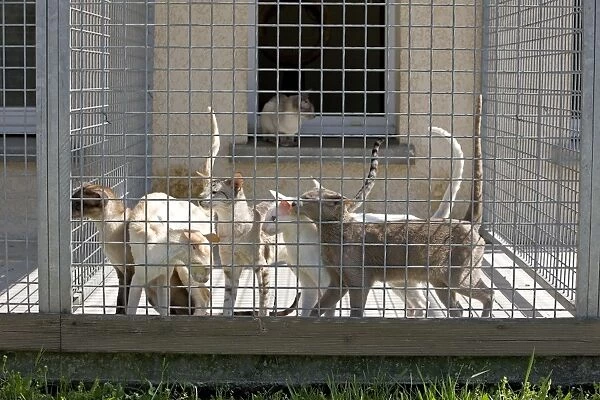 Cats - in cat breeding centre