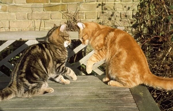 Cats - confrontation, Marmalade male & younger tabby male