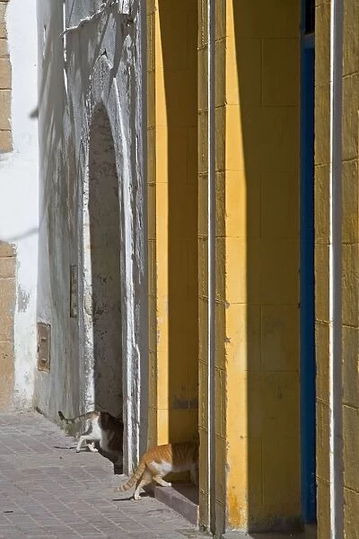 Cats - entering doorways in alley. Morocco