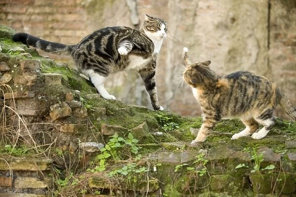Cats - fighting - Markets of Trajan - Rome - Italy