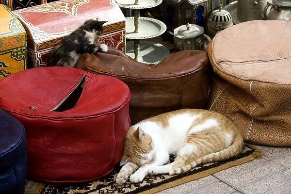 Cats - ginger & white cat sleeping with kitten in market. Morocco