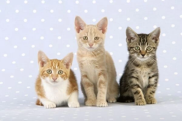 Cats - Ginger & White, Cream Tabby & normal tabby kittens