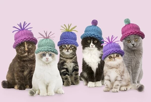 Cats - group wearing woolly hat Digital Manipulation: composition all different LA cats. SU hats. Added colour background