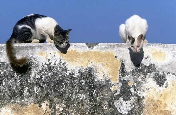 Cats - on the Island of Lamu - Kenya - Indian Ocean