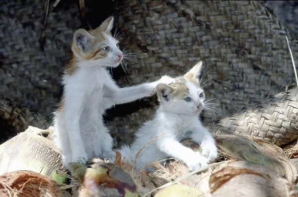 Cats - on the Island of Lamu - Kenya - Indian Ocean