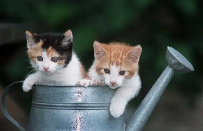 Framed Print : Cats - Two kittens in watering can Framed Print : Cats - Two kittens in watering can