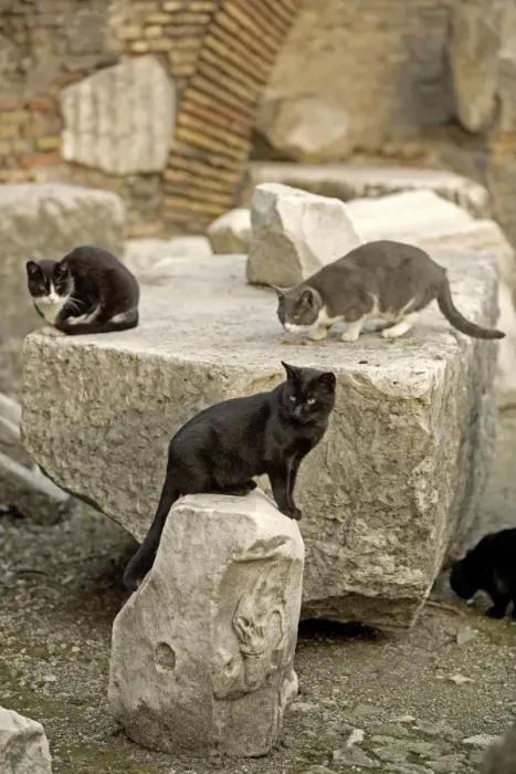 Framed Print : Cats - Markets of Trajan - Rome - Italy Framed Print : Cats - Markets of Trajan - Rome - Italy