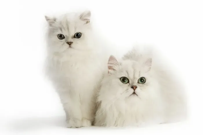 Framed Print : Cats - Persian Chinchilla Framed Print : Cats - Persian Chinchilla