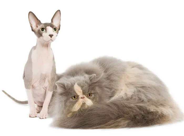 Framed Print : Cats - Persian & Spinx in studio Framed Print : Cats - Persian & Spinx in studio