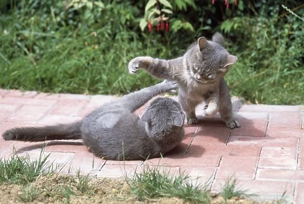 Cats - playfighting