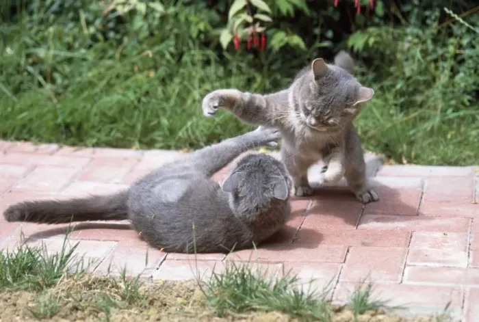 Framed Print : Cats - playfighting Framed Print : Cats - playfighting
