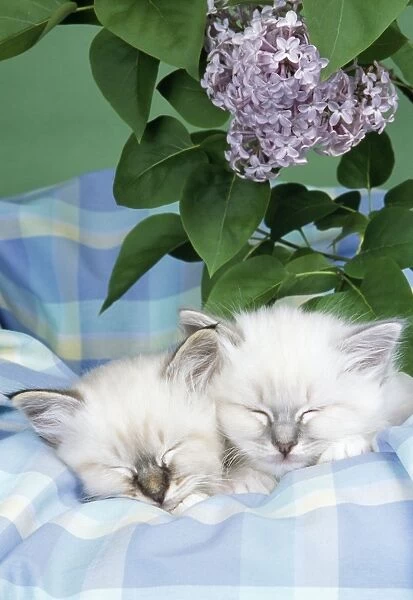 CATS - Seal Tabby and Blue Tabby Birman kittens asleep on check material