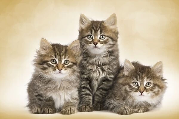 Cats - Siberian