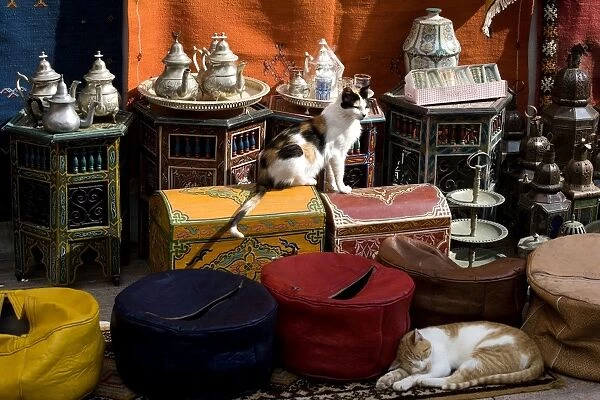 Cats - two sleeping in market. Morocco
