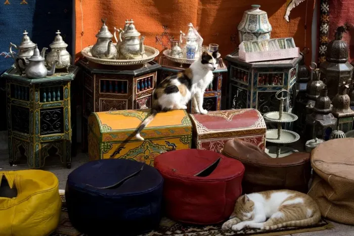 Framed Print : Cats - two sleeping in market. Morocco Framed Print : Cats - two sleeping in market. Morocco