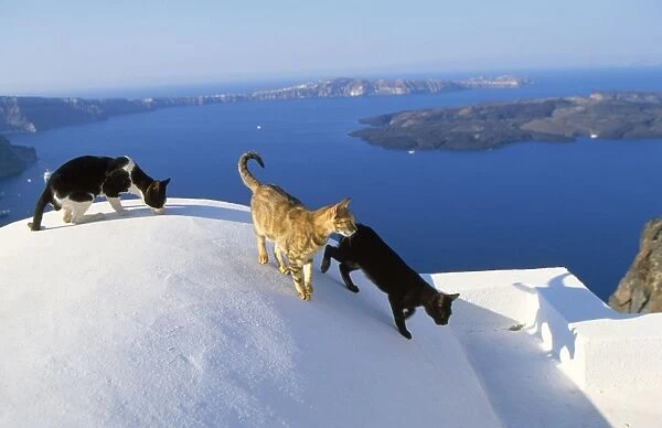 Cats - on wall - Santorini Island - Greece