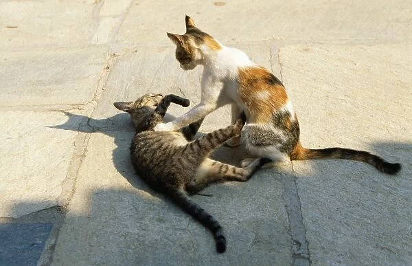 Cats - x 2 playing - Santorini Greece